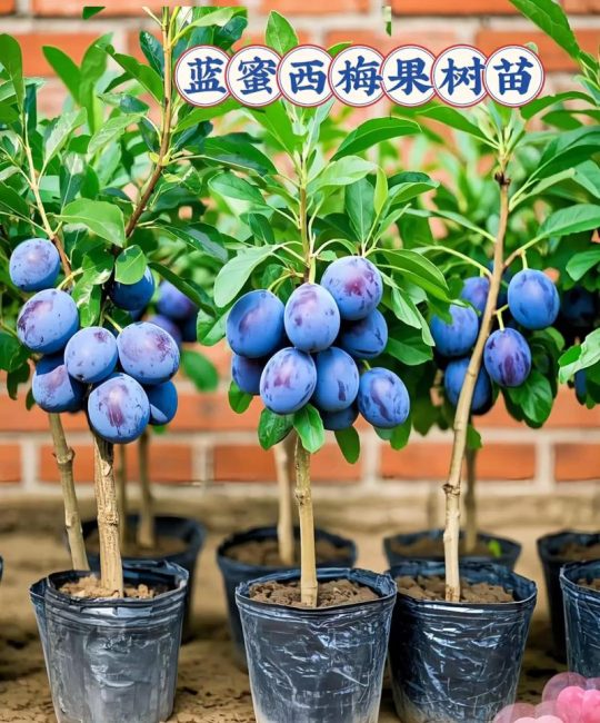 什么果树苗最值钱：2026年高经济价值果树品种选择与种植全攻略