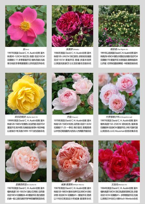 月季花价格深度解析:规格、产地、季节、数量、运输五大因素全指南 季节:何时买最划算?