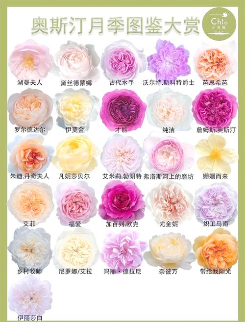月季花价格深度解析:规格、产地、季节、数量、运输五大因素全指南 数量:批发与零售的价差