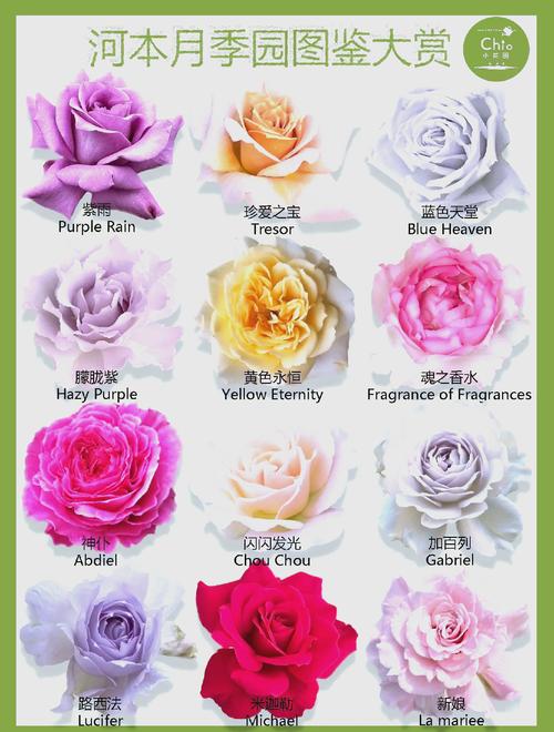月季花价格深度解析:规格、产地、季节、数量、运输五大因素全指南 咨询指南:如何获取精准报价?