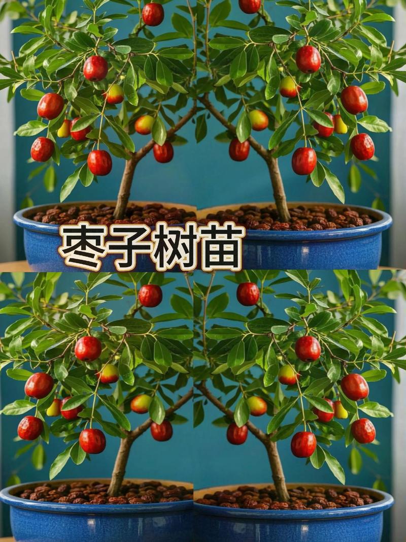 枣树应该种在家里哪个位置?科学选址与养护全指南 总结