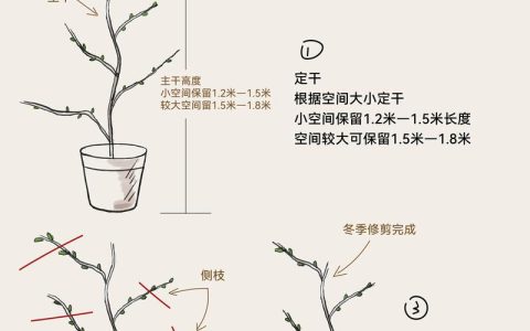 盆栽葡萄修剪方法图解：阳台种出“葡萄瀑布”的养护全攻略