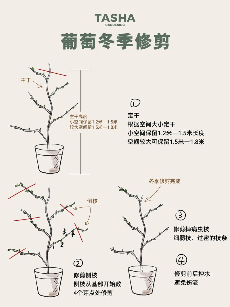 盆栽葡萄修剪方法图解:阳台种出“葡萄瀑布”的养护全攻略 盆栽葡萄修剪方法图解:阳台种出“葡萄瀑布”的养护全攻略