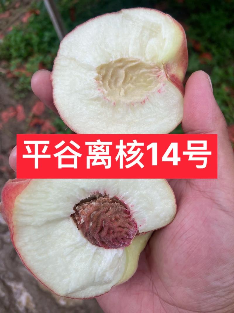 什么品种的桃离核?2026年四大离核桃品种六维对比与选购指南 二、核心差异逻辑解释