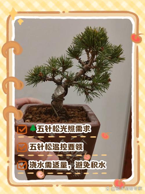 松树盆景怎么养护:从浇水到换盆的完整指南 换盆:每3-5年一次,松树盆景换盆时机很重要