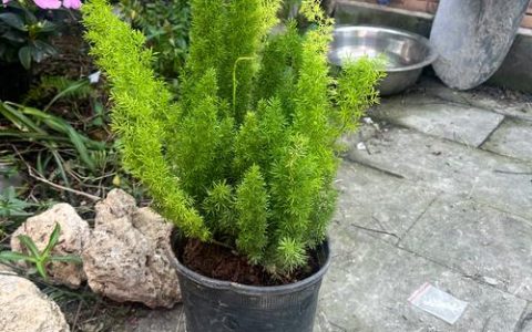 冬天阳台种什么花卉？5种耐寒又惊艳的盆栽推荐及南北养护指南