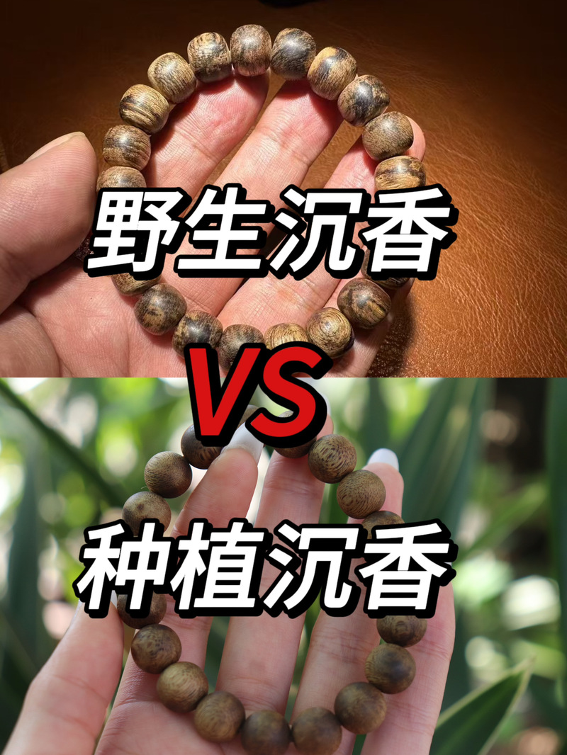 天然沉香和种植沉香的区别在哪里?选购必知的5大关键差异 天然沉香和种植沉香的区别在哪里?选购必知的5大关键差异