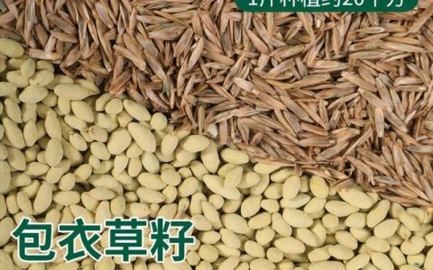 白三叶草种子价格是多少？规格、产地、采购量影响报价