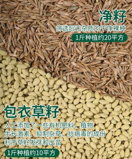 白三叶草种子价格是多少？规格、产地、采购量影响报价