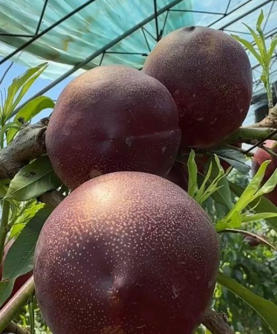 黑皮158油桃品种介绍