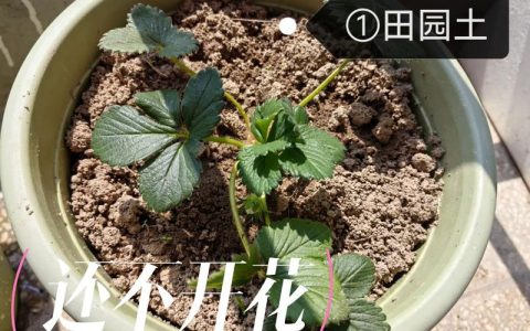 草莓长了很多藤蔓苗怎么处理？高效修剪与繁殖全攻略