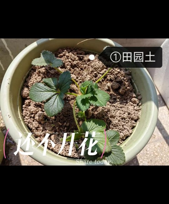 草莓长了很多藤蔓苗怎么处理？高效修剪与繁殖全攻略