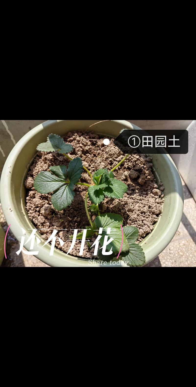 草莓长了很多藤蔓苗怎么处理?高效修剪与繁殖全攻略 草莓长了很多藤蔓苗怎么处理?高效修剪与繁殖全攻略