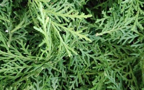侧柏叶是什么松树？——解答侧柏的植物学身份与养护要点