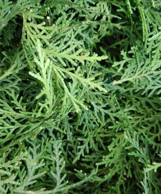 侧柏叶是什么松树？——解答侧柏的植物学身份与养护要点