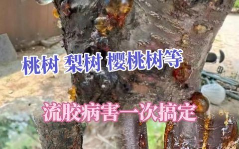 樱桃树流胶的完整防治方案：从品种选择到修剪施肥的全程管理指南