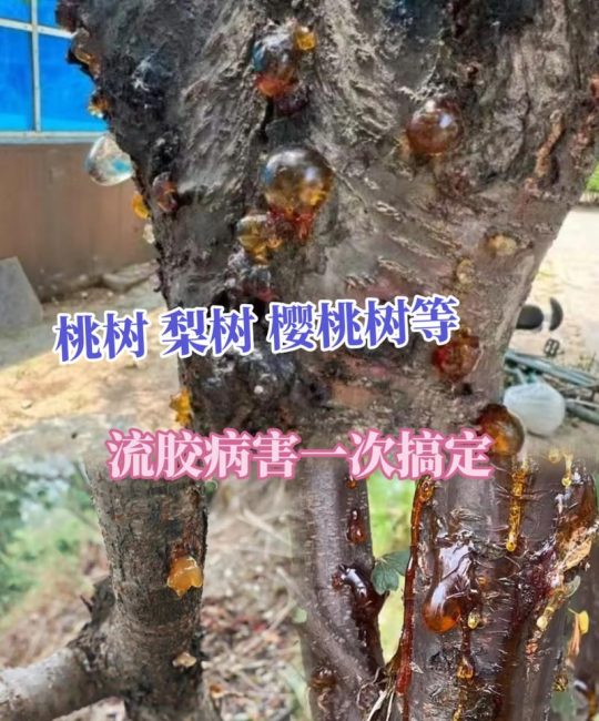 樱桃树流胶的完整防治方案：从品种选择到修剪施肥的全程管理指南