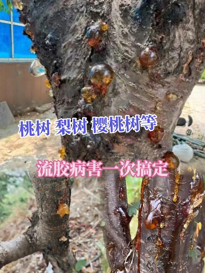 樱桃树流胶的完整防治方案：从品种选择到修剪施肥的全程管理指南