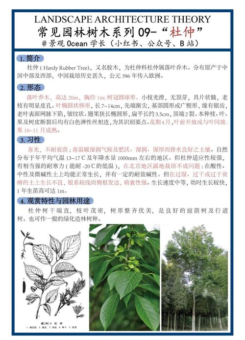 杜仲树苗采购指南:如何科学选择正规渠道并规避风险 第四步:售后政策审核与书面约定