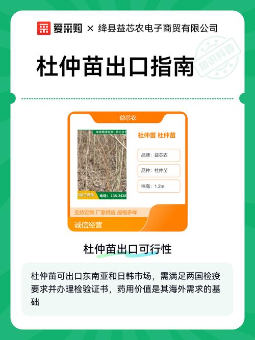 杜仲树苗采购指南:如何科学选择正规渠道并规避风险 第三步:根系健康评估与运输方案