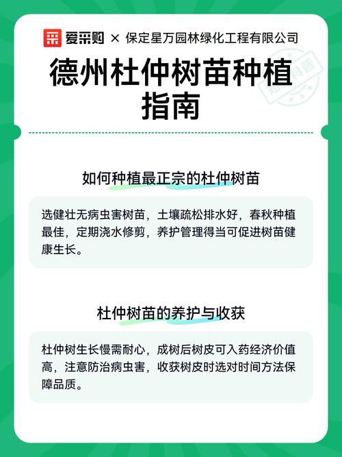 杜仲树苗采购指南:如何科学选择正规渠道并规避风险 综合评估与结论