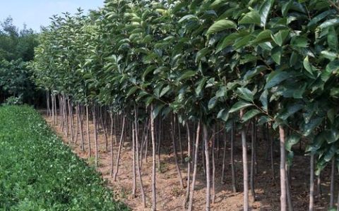 果树苗批发多少钱？2025年最新价格参考与选购指南