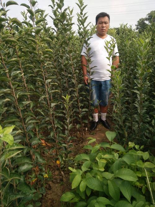 果树苗批发多少钱?2025年最新价格参考与选购指南 运输:包装与时效影响最终成本