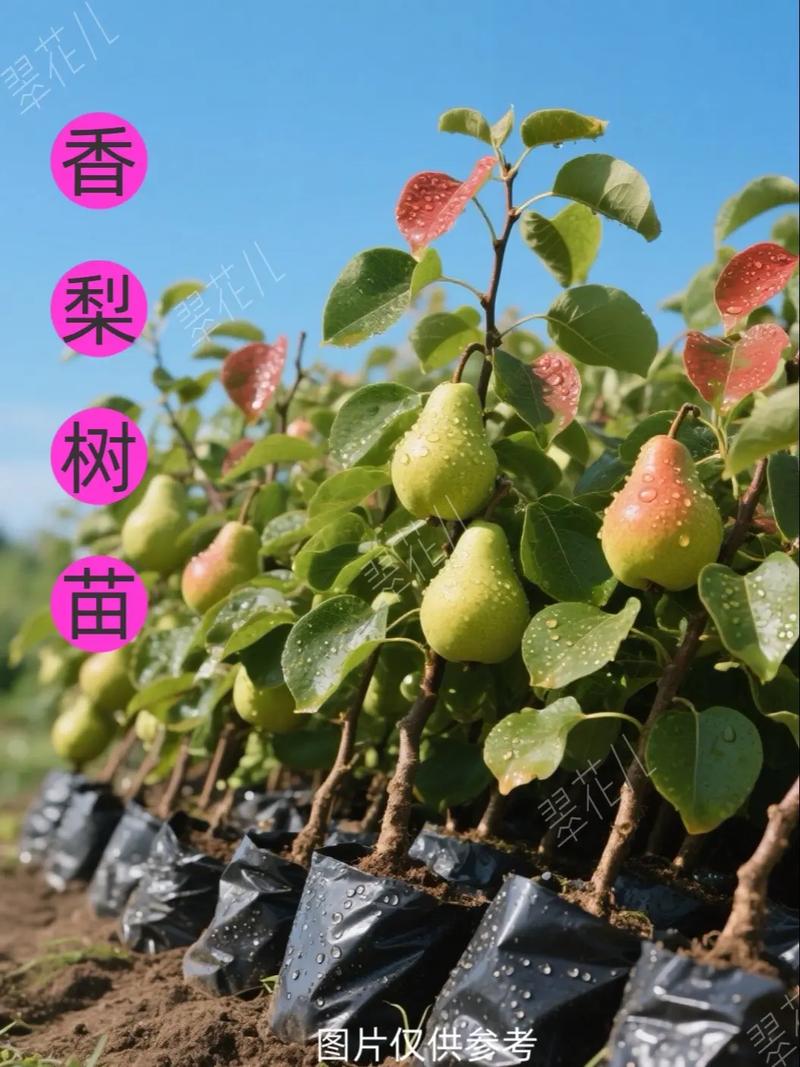 果树苗批发多少钱?2025年最新价格参考与选购指南 果树苗采购渠道评估指南(如何选择靠谱的供应商)