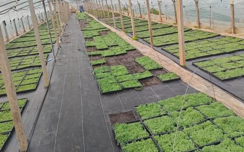 海花草种植技术指南：如何科学除草提高成活率