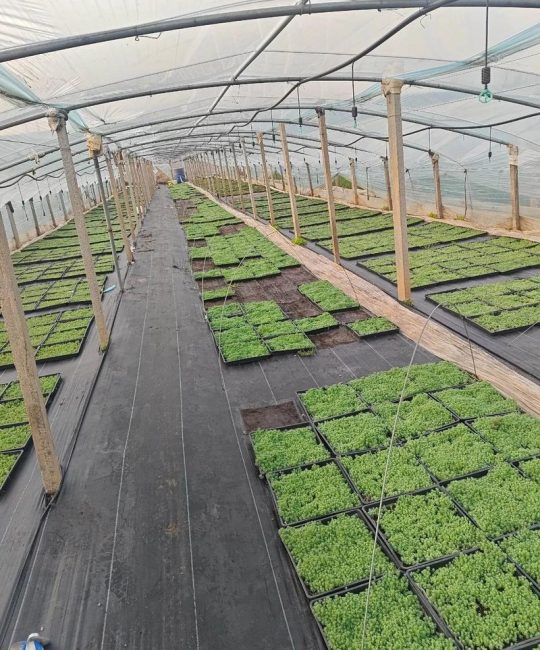 海花草种植技术指南：如何科学除草提高成活率