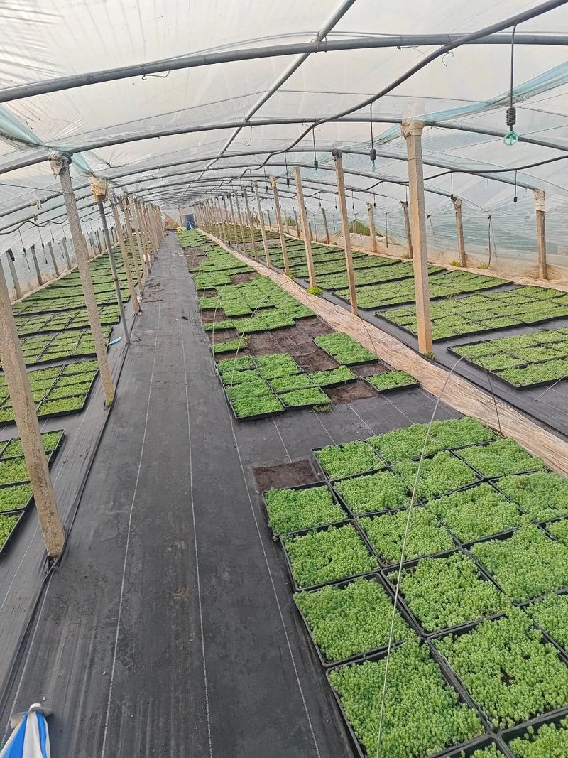 海花草种植技术指南:如何科学除草提高成活率 一、适宜时间