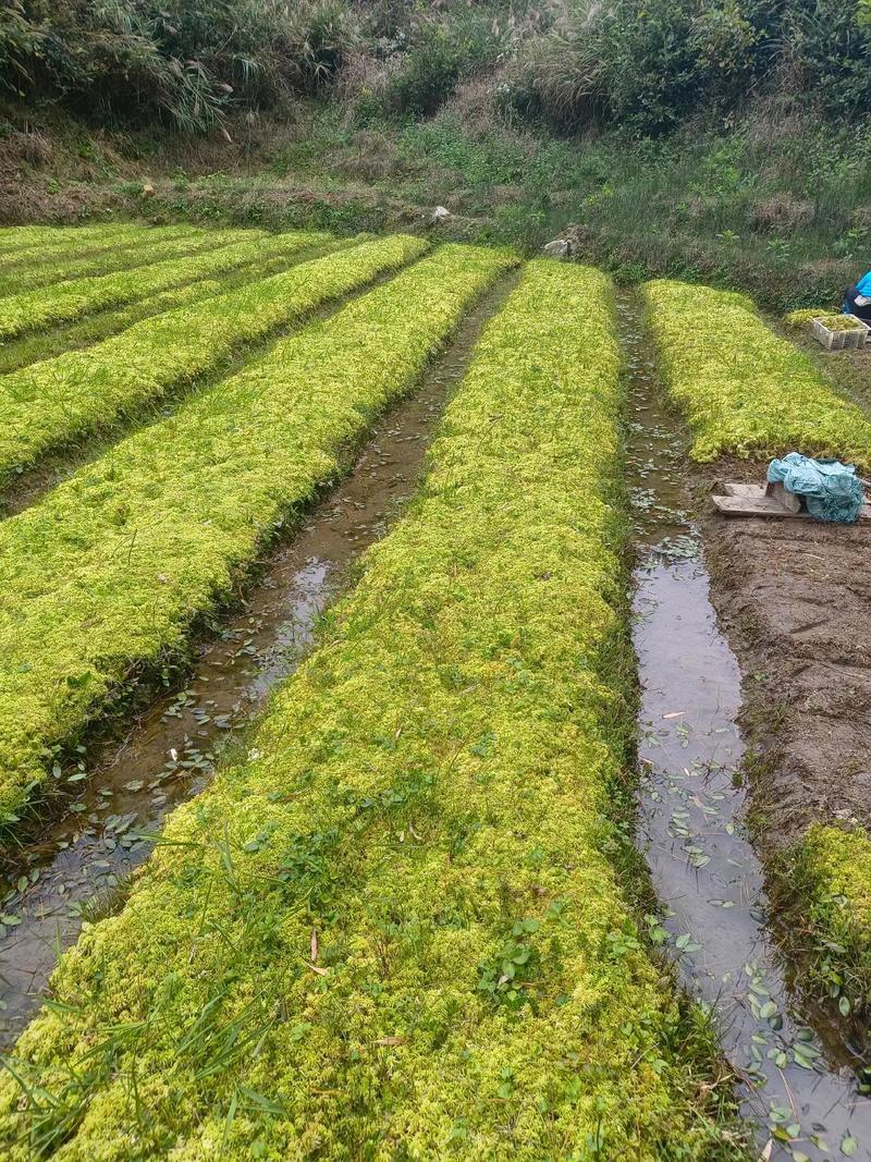 海花草种植技术指南:如何科学除草提高成活率 四、栽植深度