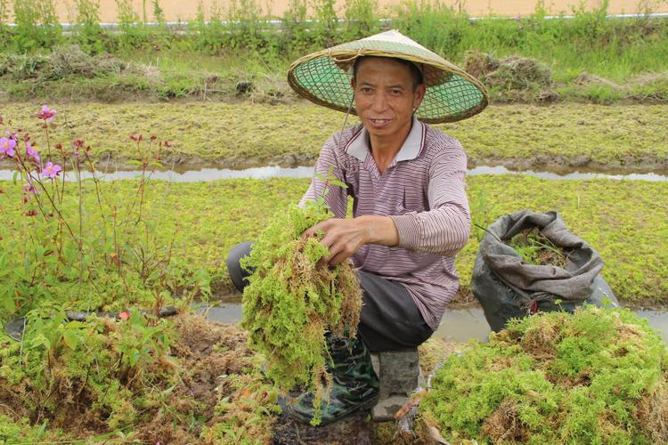 海花草种植技术指南:如何科学除草提高成活率 五、浇定根水