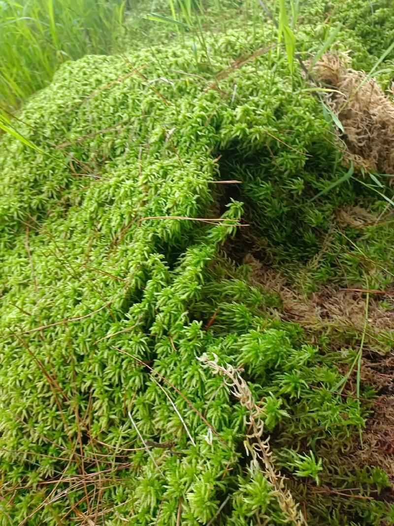 海花草种植技术指南:如何科学除草提高成活率 七、成活注意事项