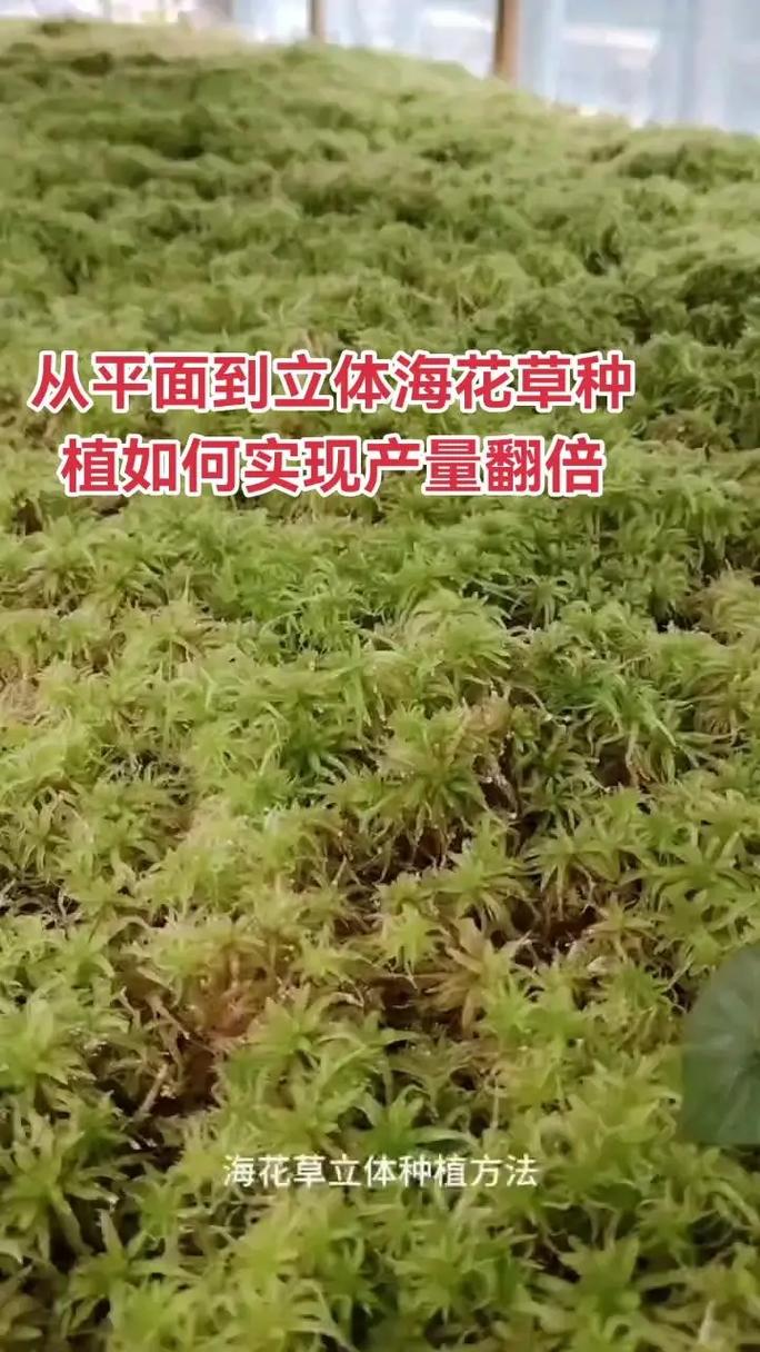 海花草种植技术指南:如何科学除草提高成活率 六、缓苗管理
