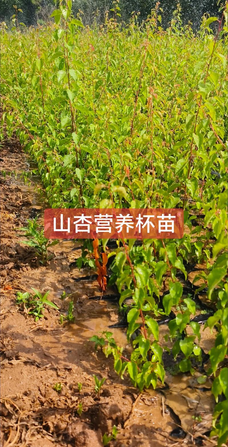 杏树苗是怎么来的?从育苗到采购的完整种植指南 授粉需求配置:自花不实需配置授粉树