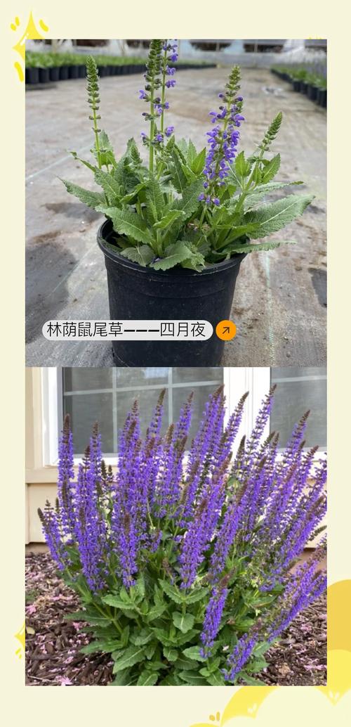 鼠尾草怎么净化?从空气到土壤,全方位解析它的园艺净化力 四、能量净化:传统习俗中的“空间净化师”