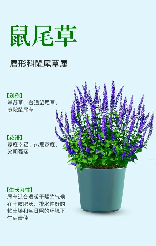 鼠尾草怎么净化?从空气到土壤,全方位解析它的园艺净化力 五、种植与养护要点:让净化力持续在线