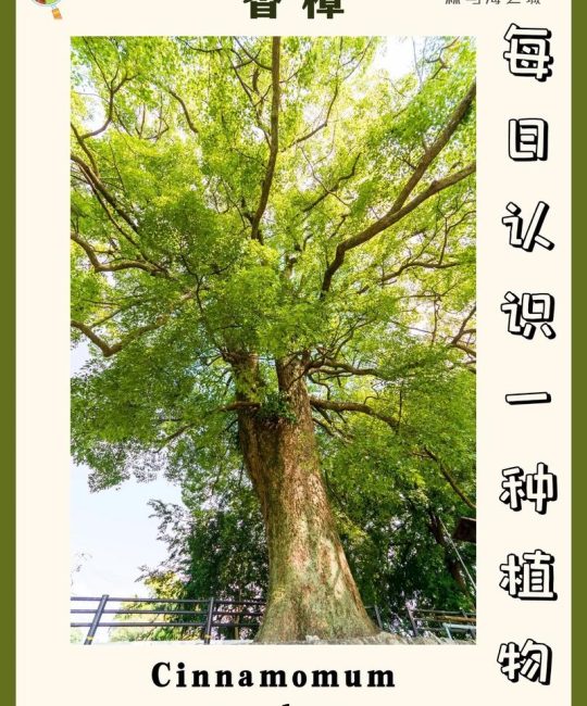 香樟树有什么作用？从行道遮荫到传统药用全解析