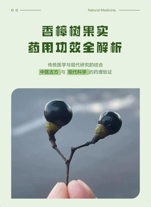 香樟树有什么作用?从行道遮荫到传统药用全解析 药用与工业用途:传统记载与成分特征