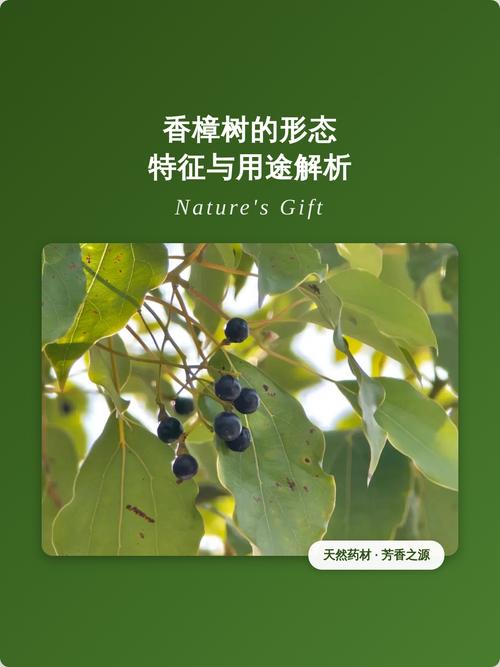 香樟树有什么作用?从行道遮荫到传统药用全解析 总结