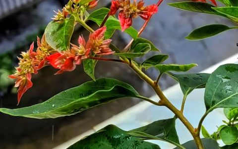 三角梅正常几月份开花？掌握花期规律与促花技巧