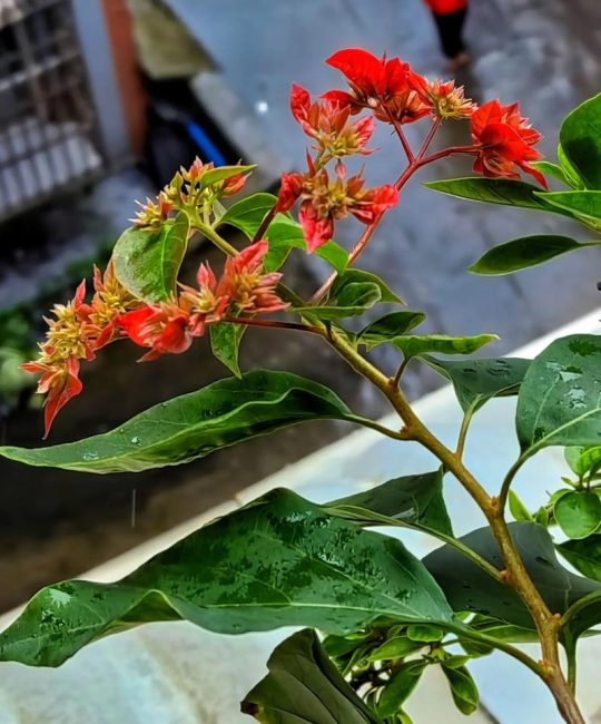 三角梅正常几月份开花？掌握花期规律与促花技巧