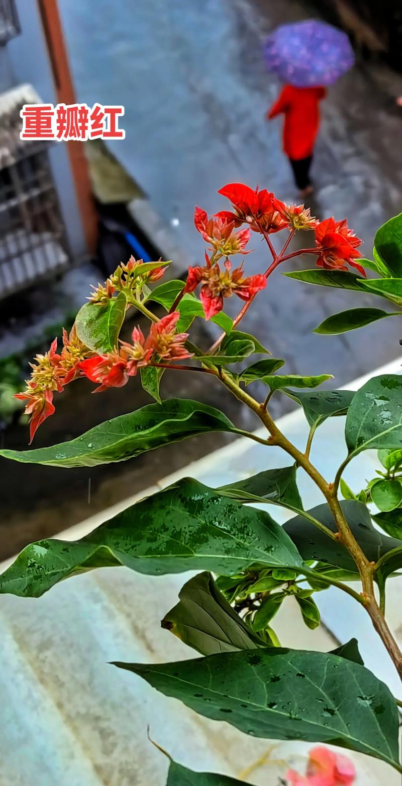 三角梅正常几月份开花?掌握花期规律与促花技巧 三角梅正常几月份开花?掌握花期规律与促花技巧