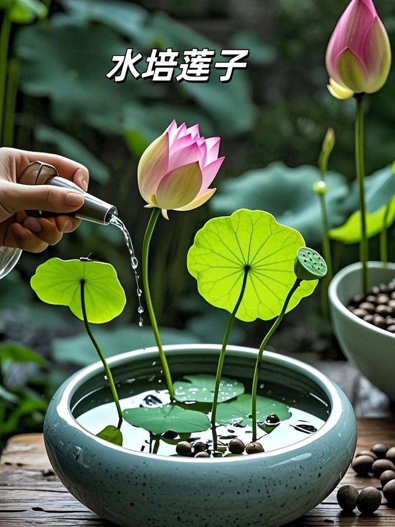 水培种子怎么弄?挺水植物荷花种子水培全攻略 判断种子质量的标准