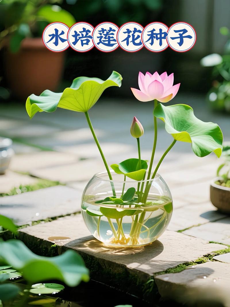 水培种子怎么弄?挺水植物荷花种子水培全攻略 详细操作步骤