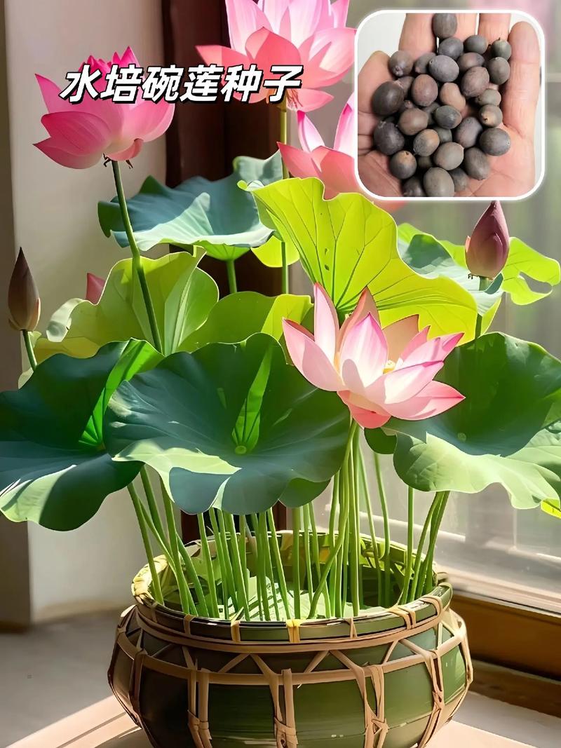 水培种子怎么弄?挺水植物荷花种子水培全攻略 常见操作错误