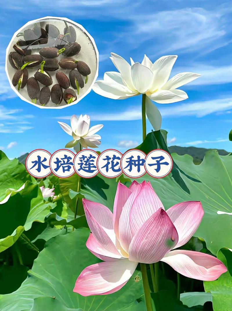 水培种子怎么弄?挺水植物荷花种子水培全攻略 常见问题与解答