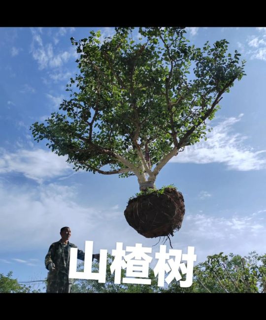 山楂树每亩栽植33-55棵：密度计算与建园指导