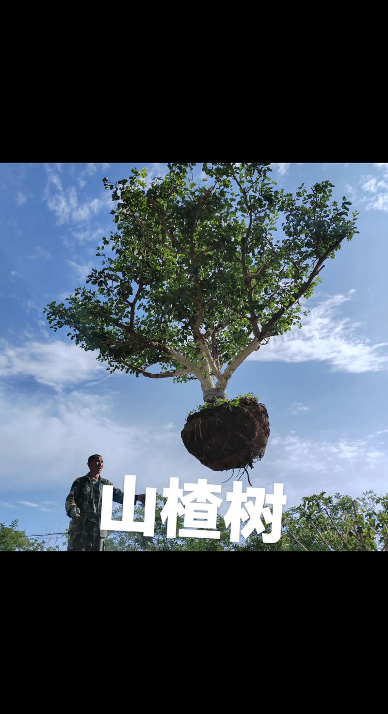 山楂树每亩栽植33-55棵:密度计算与建园指导 山楂树每亩栽植33-55棵:密度计算与建园指导